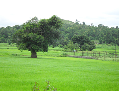 PK Resorts, Yelagiri