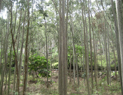 PK Resorts, Yelagiri